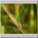 Conocephalus dorsalis - Kurzflueglige Schwertschrecke m04 Nymphe.jpg